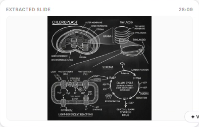 Chloroplast Structure Slide