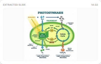 Photosynthesis Process Slide